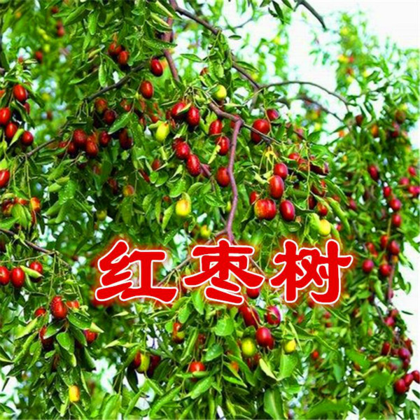 红枣树 (对唱版)