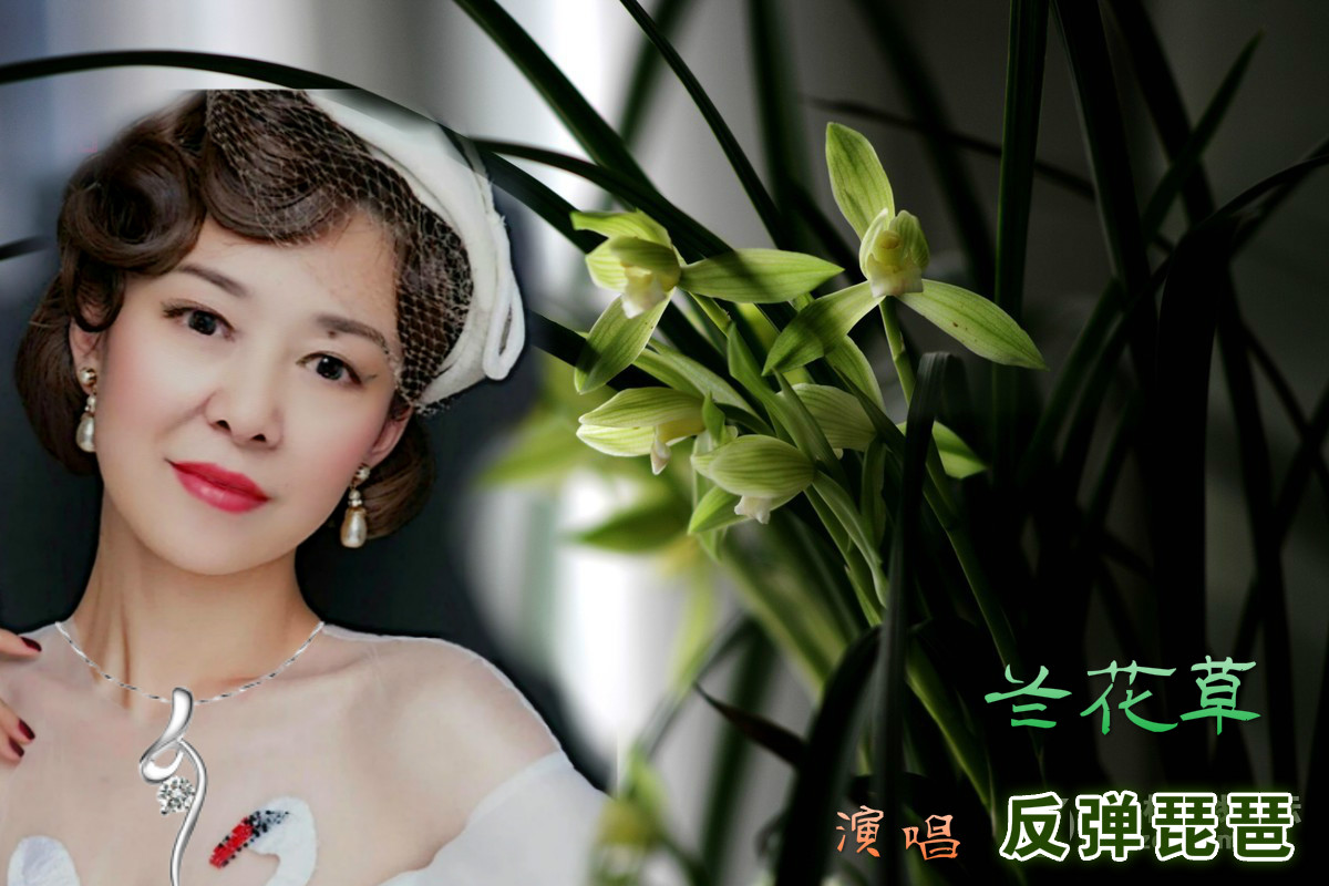 兰花草一响勾起多少人的回忆 5sing.kugou.com