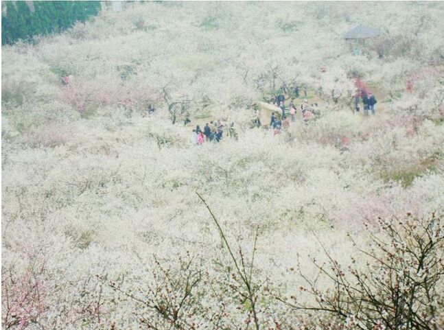 《香雪海》