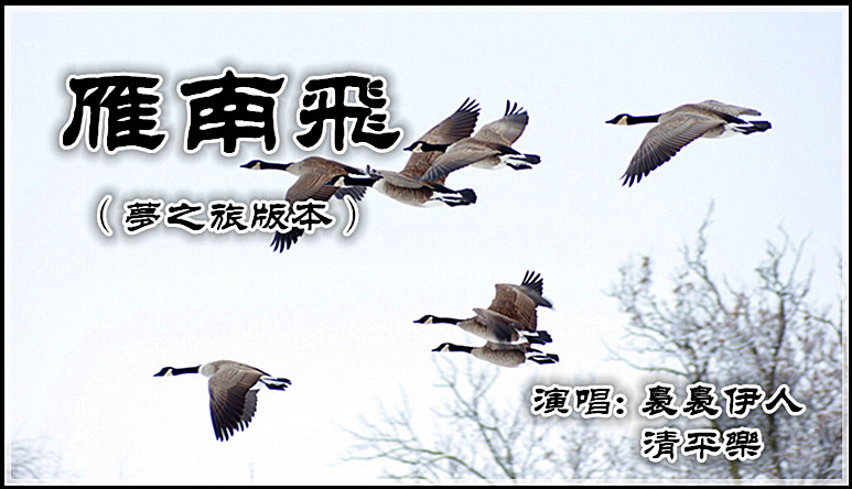 雁南飞