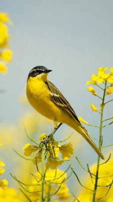 小黄鸟