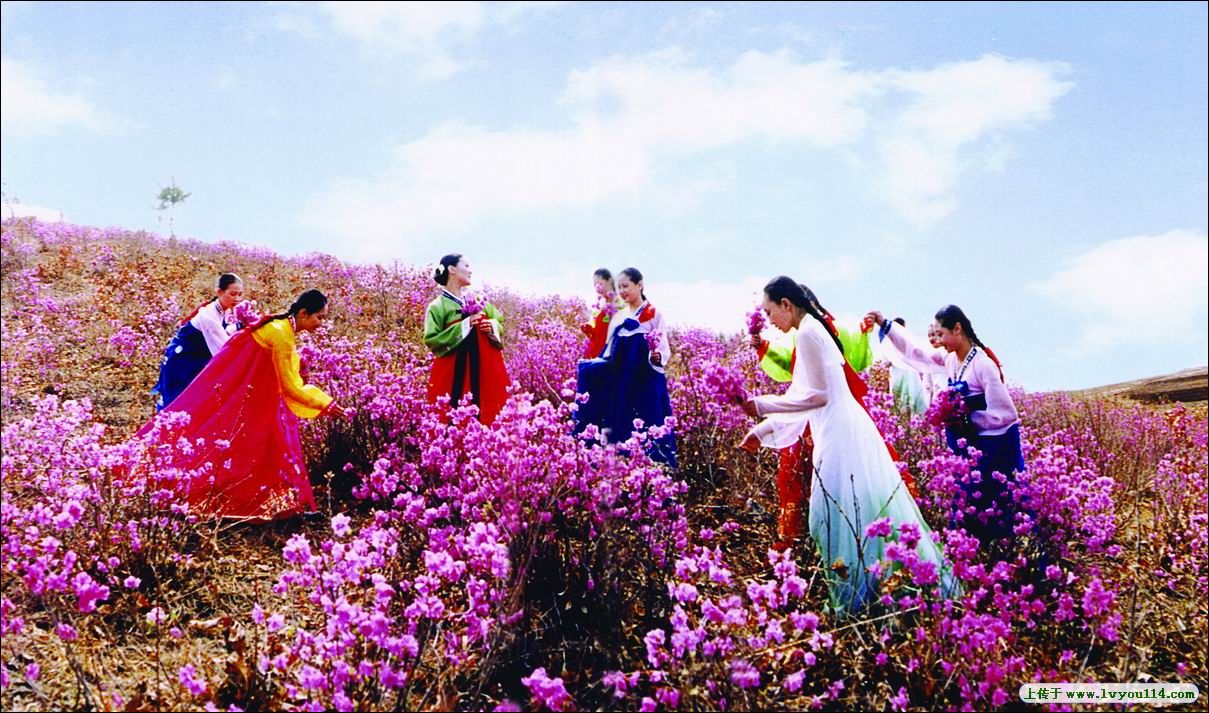 植物金达莱又名迎红杜鹃,在朝鲜半岛,中国(湖北和山东),日本(本州和