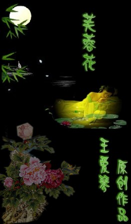 芙蓉花【乐海拾音 柔美版】