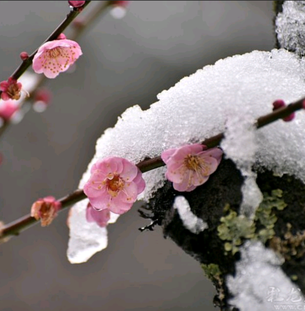 雪梅疏影