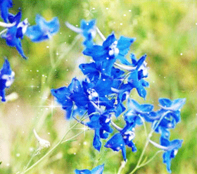 《蓝色鸽子花》☆ぷ梅╰☆╮