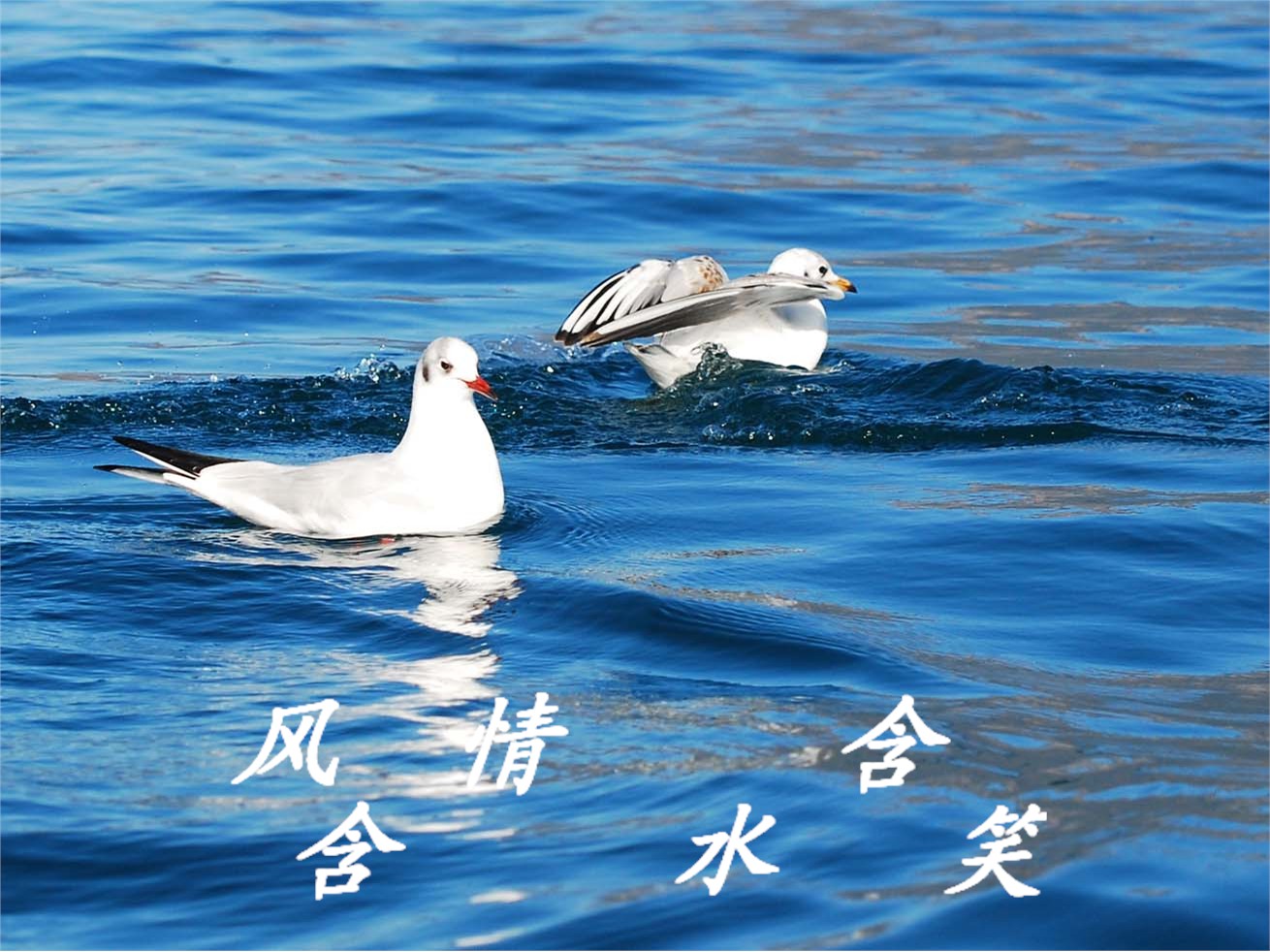 风含情水含笑