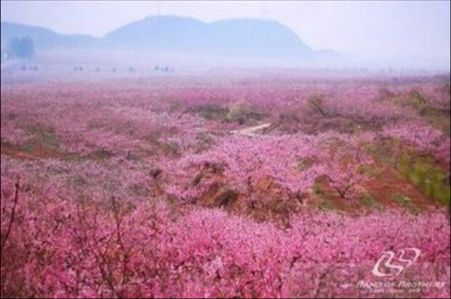 情醉桃花源简谱_情醉桃花源歌谱简谱