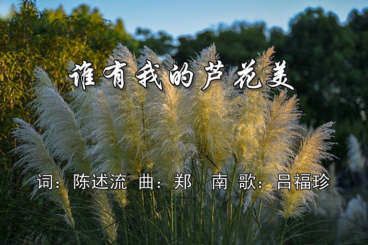 谁有我的芦花美