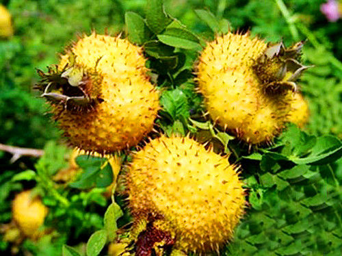 刺梨花开米酒香 - 幽谷冷兰(王洪兴) - 5sing中国原创音乐基地