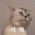 猫馆长