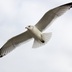 seagull123