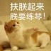 不爱吃鱼的张小猫