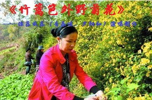 竹篱笆外野菊花简谱_野菊花图片