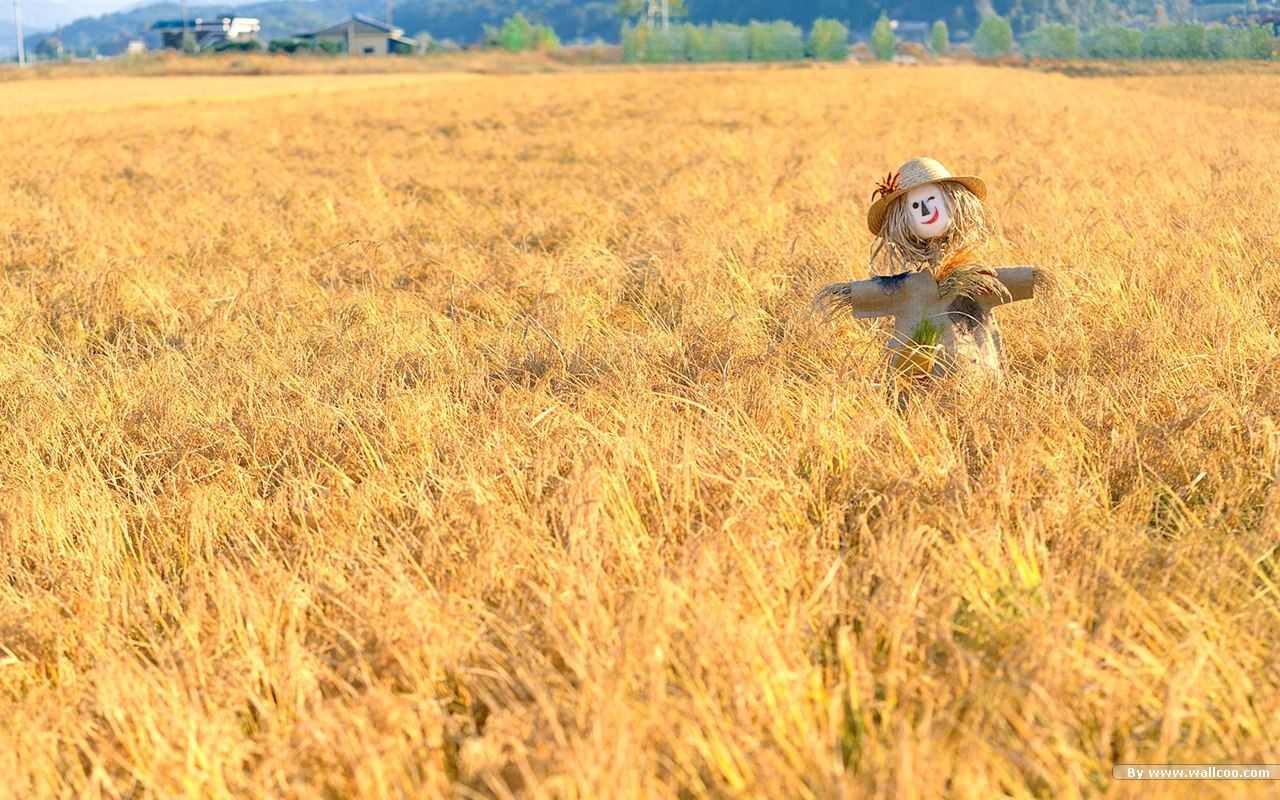 农田里的稻草人图片