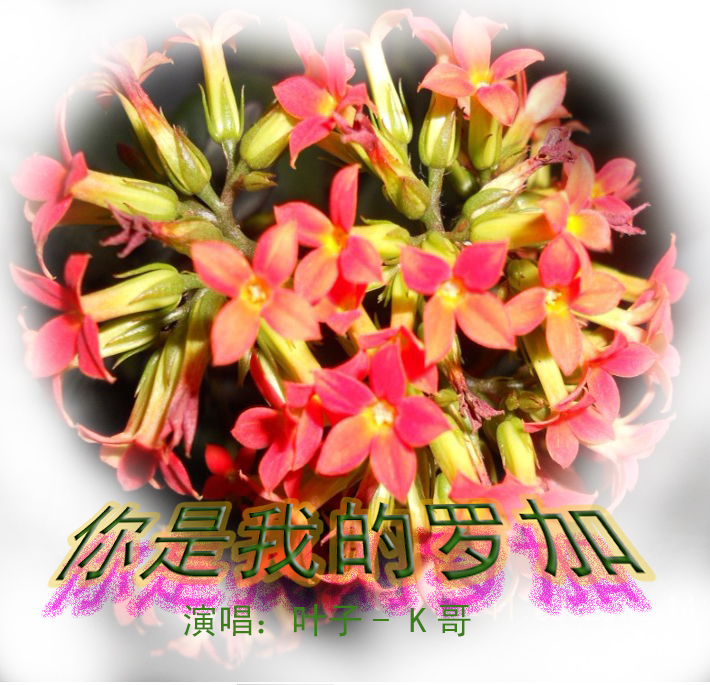 心上的罗加叶子k哥sc