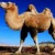 西安骆驼
