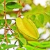 杨桃carambola