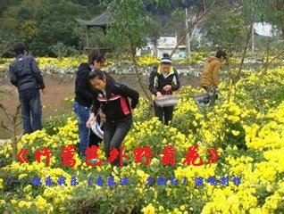 竹篱笆外野菊花简谱_野菊花图片