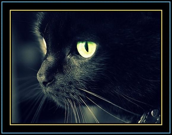 黑猫的探戈罗马音图片