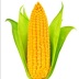 玉米人cornman