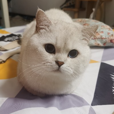 司马燕琪