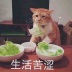 小苏同志ir