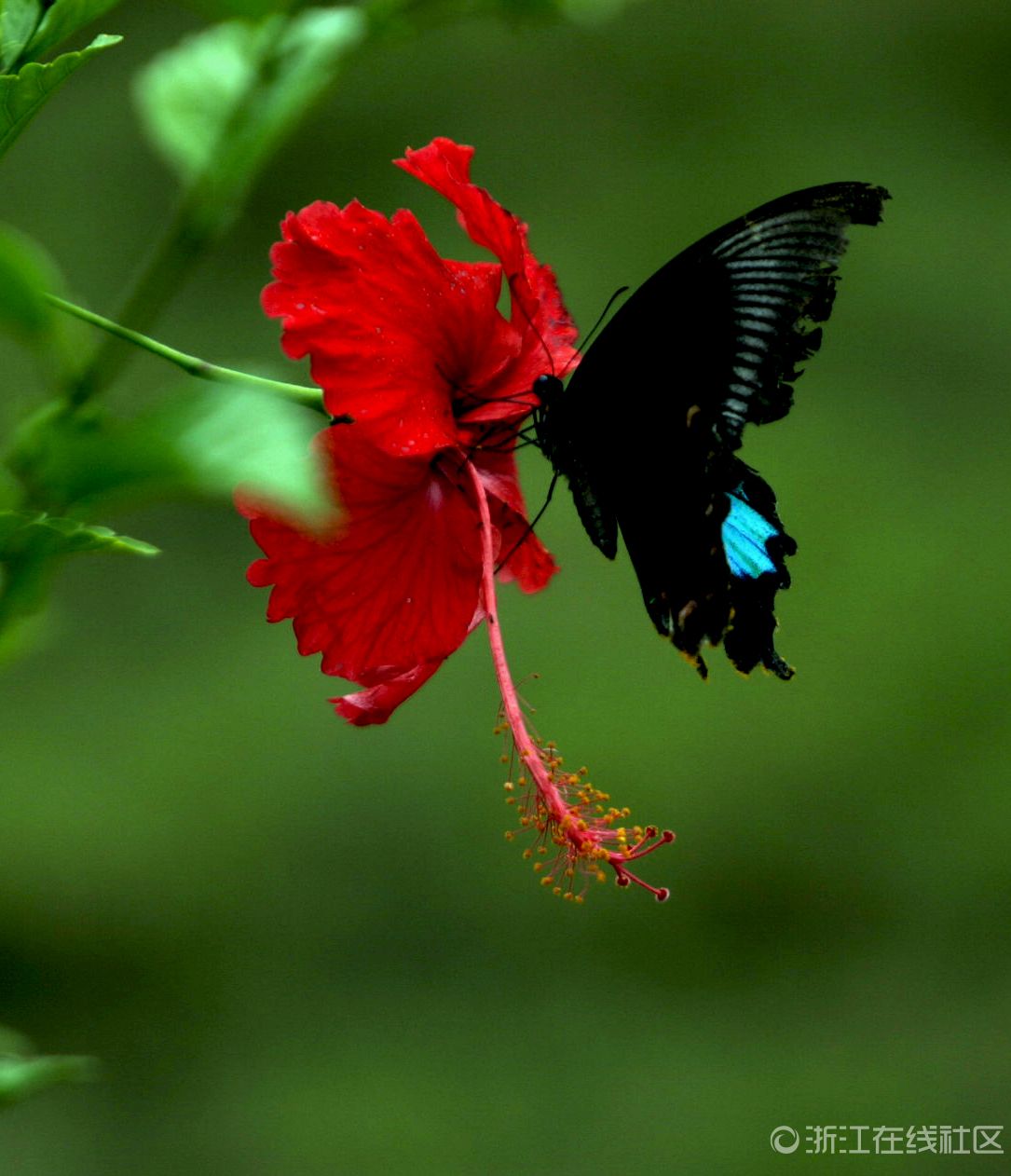 蝴蝶恋着花丛蕊幸福约定