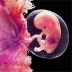 胚胎幻海