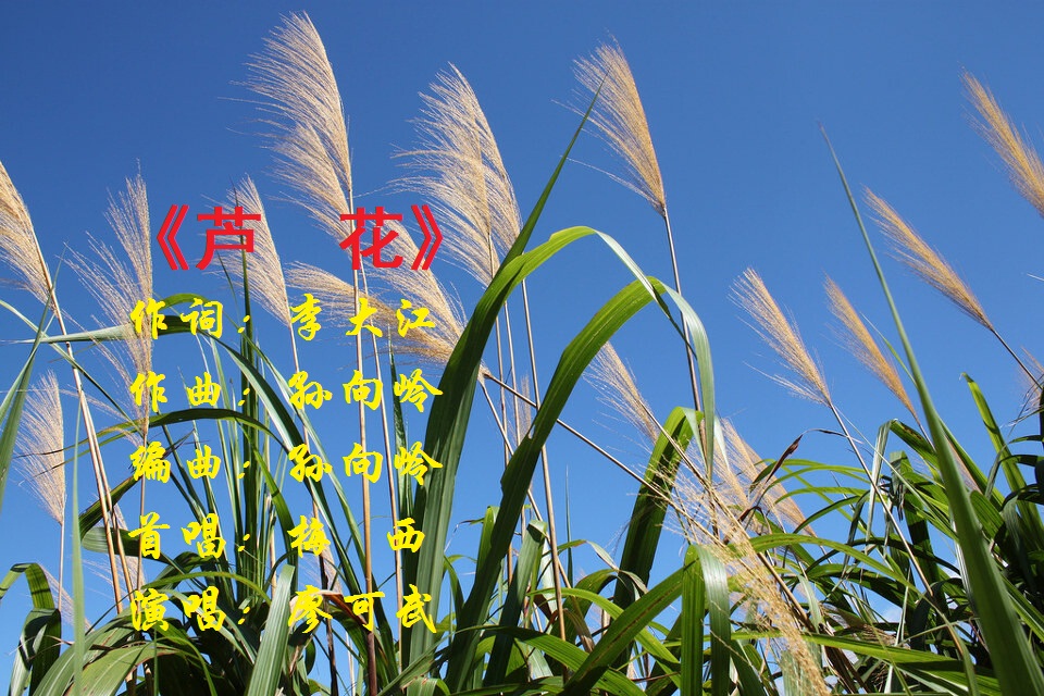 歌曲《蘆花》,由李大江老師作詞,孫向嶺老師作曲,編曲,梅西老師首唱.