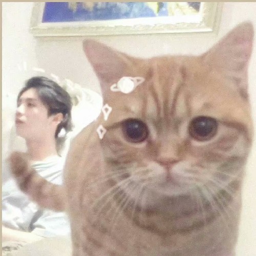 鹿先森的猫