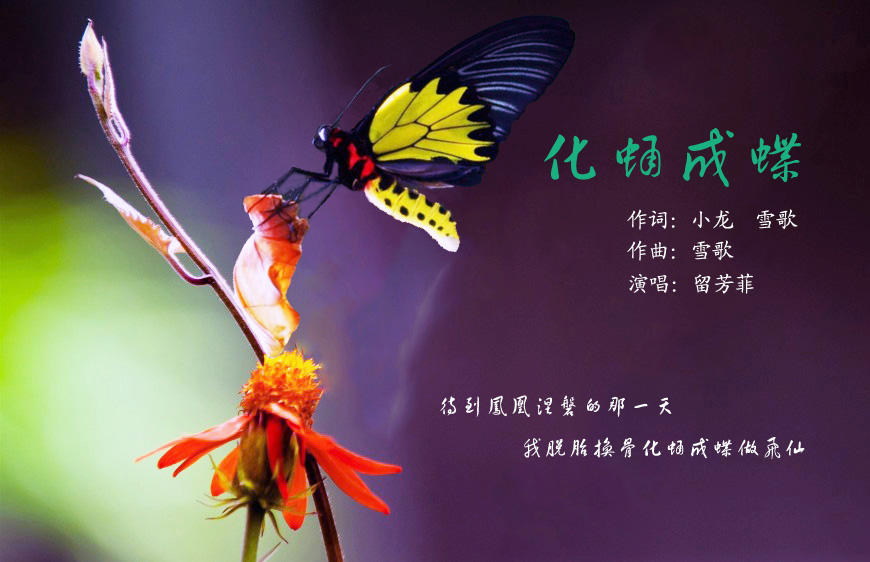 《化蛹成蝶》原唱
