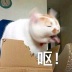 猫崽TV