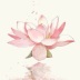 lotus.su