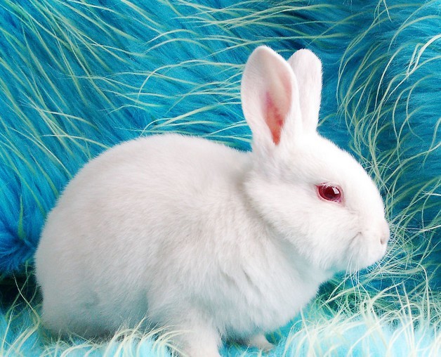 小白兔图像图片