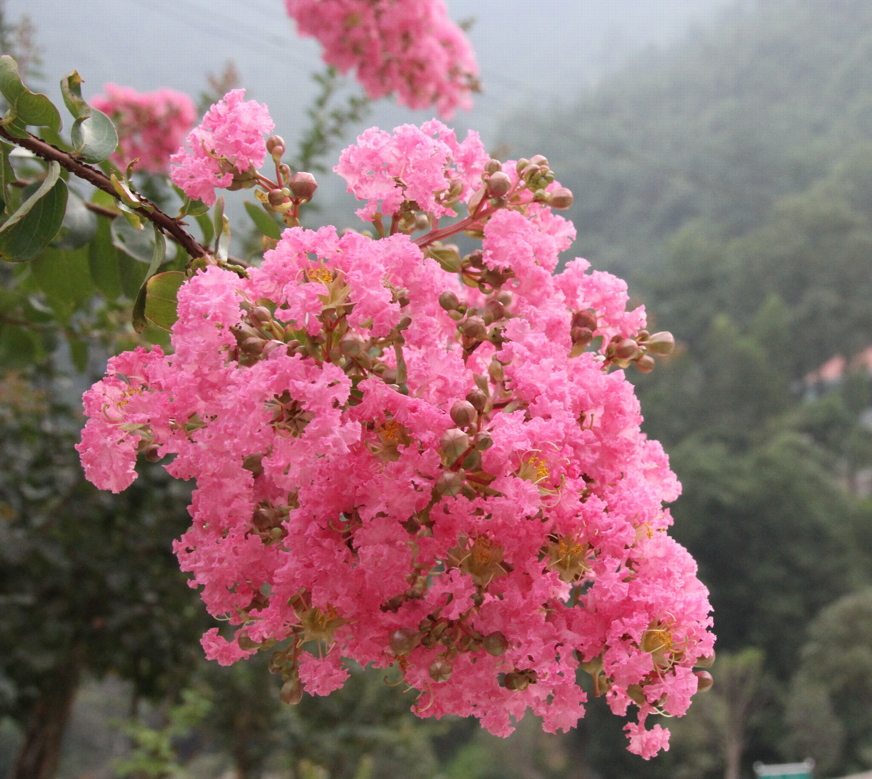 雪峰灵芝