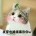 玉米猫i