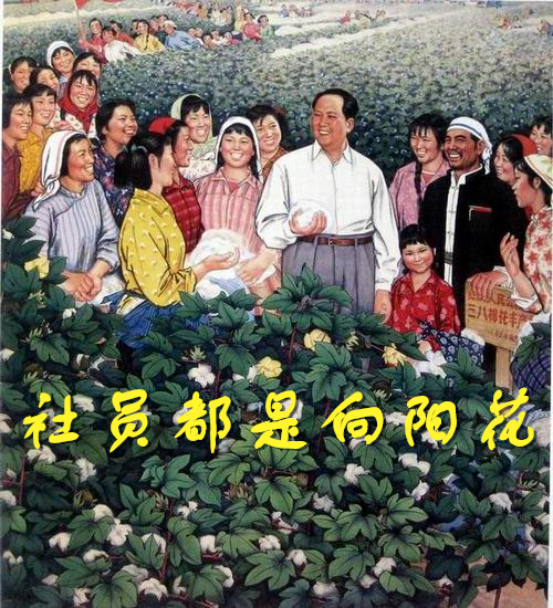 社员都是向阳花